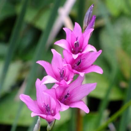 Pink Dierama Flower Seeds