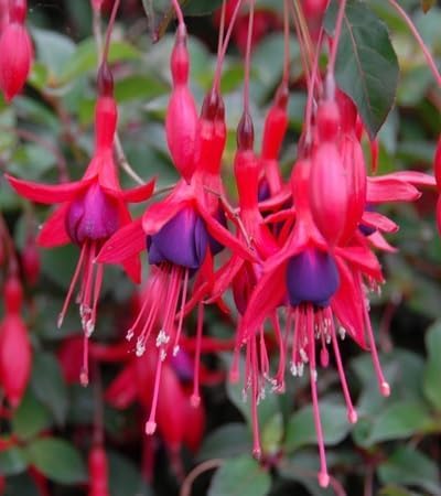 Fuchsia Flower Seeds