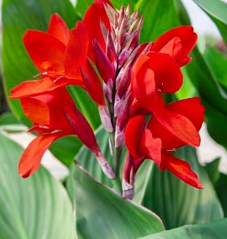 Red Canna Flower Seeds