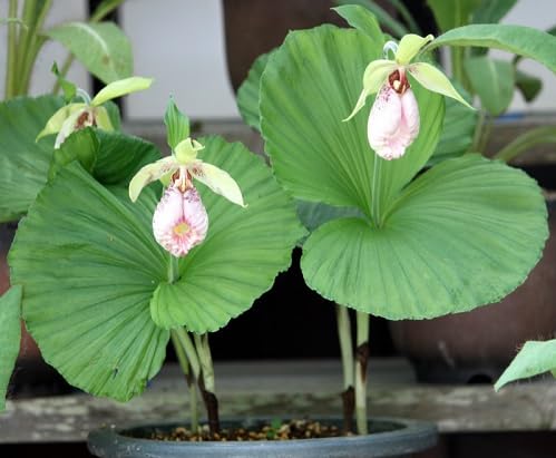 Red Cypripedium Flower Seeds