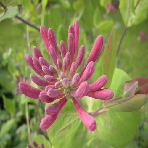 Pink Lonicera Etrusca Flowers Seeds