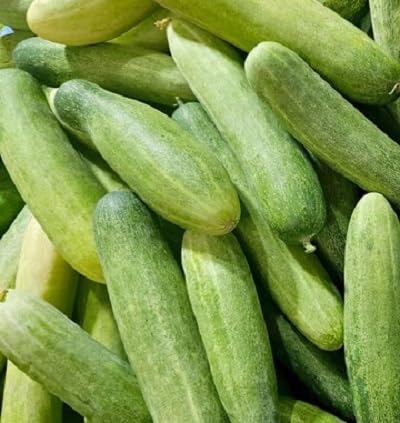 Cucumber vegetable seeds Green vegetable seeds for Home Gardening, Organic Raised Bed Gardening for kitchen garden planting