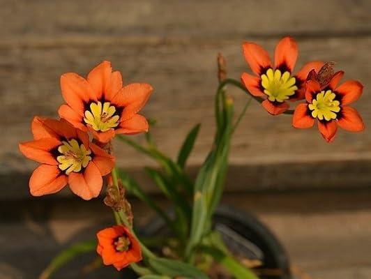 Mixed Sparaxis Flower Seeds