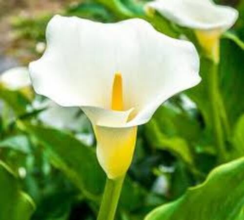 White Calla Lily Flower Seeds