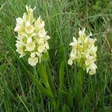 Yellow Dactylorhiza Flower Seeds
