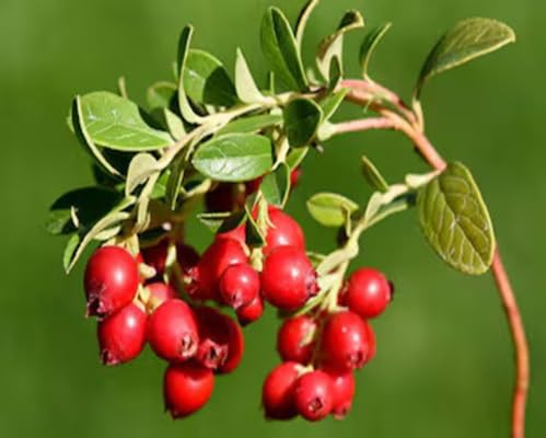 Cranberry Fruit fruit seeds for organic garden planting