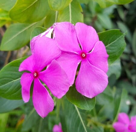 Pink Periwinkle Flower Seeds
