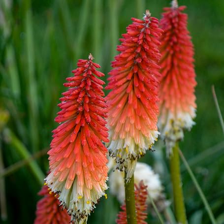 Red Kniphia Flowers Seeds