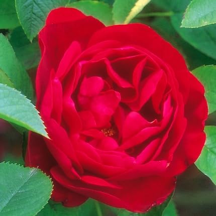 Red Rugosa Flower Seeds