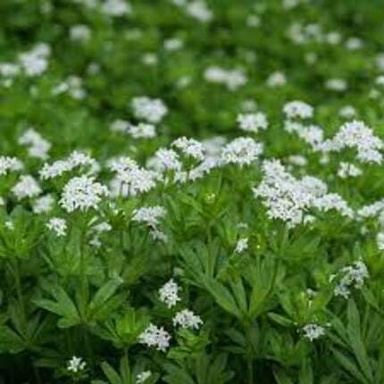 White Woodruff Flower Seeds
