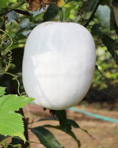 White Ash Gourd vegetable seeds - Heirloom, Organic, Non Gmo Garden Seeds for kitchen garden planting