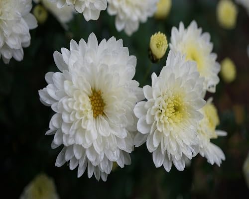 white giant chrysanthemum flower