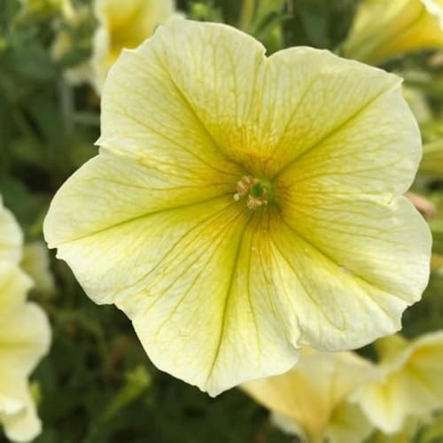 Yellow Light Petunia Flower Seeds