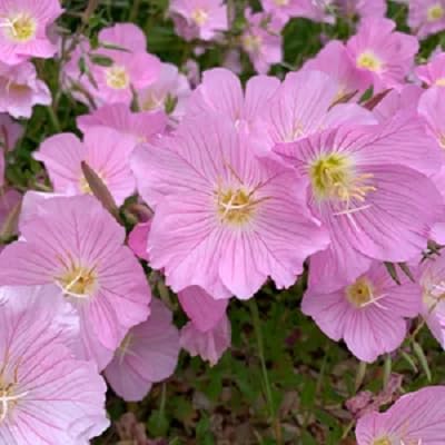 Pink Oenothera Flower Seeds