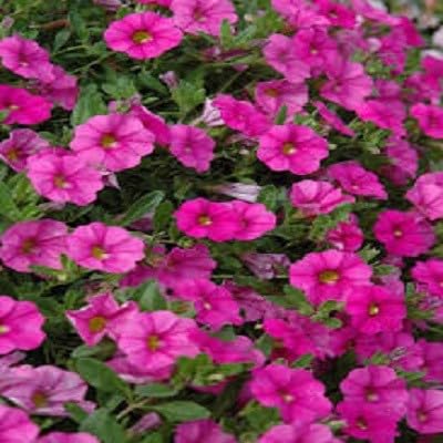 Pink Calibrachoa Flower Seeds