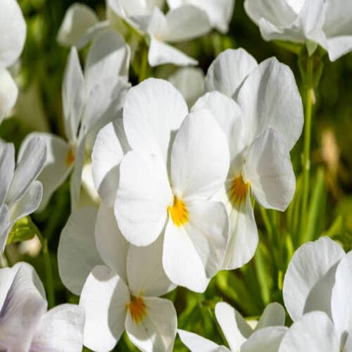 White Pansy Flower Seeds