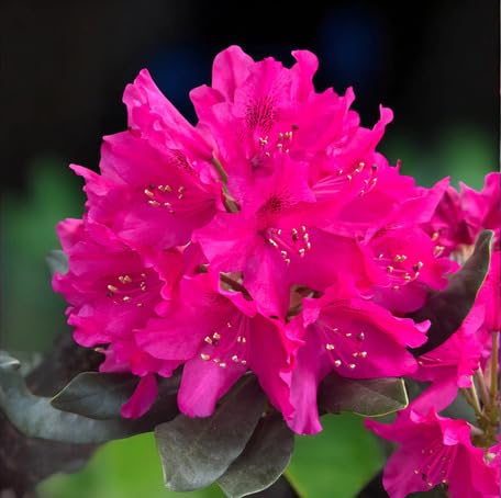 Pink Rhododendron Flower Seeds