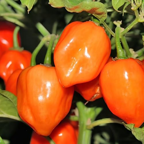 Orange Habanero Pepper vegetable seeds - Heirloom, Organic, Non Gmo Garden Seeds for kitchen garden planting
