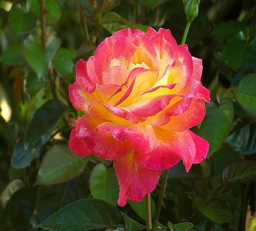 Pink Yellow Rose Flower Seeds