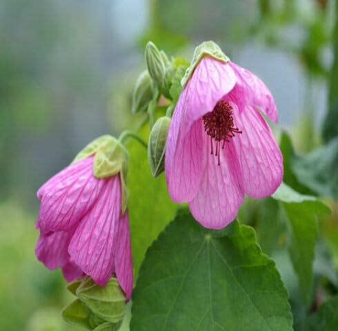 pink abutilon flower seeds