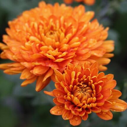 Orange Chrysanthemum Flower Seeds