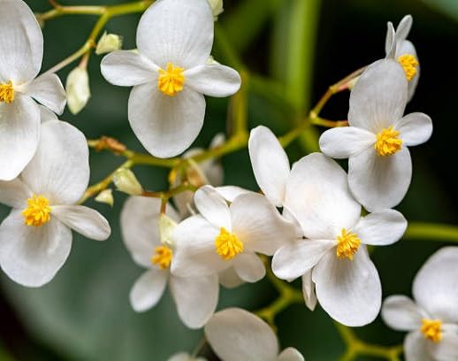 White Begonia Flower Seeds