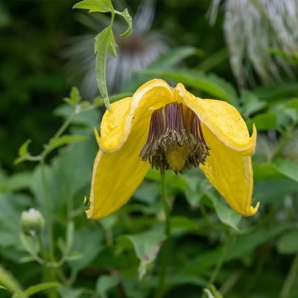 Yellow Clematis Flower Seeds
