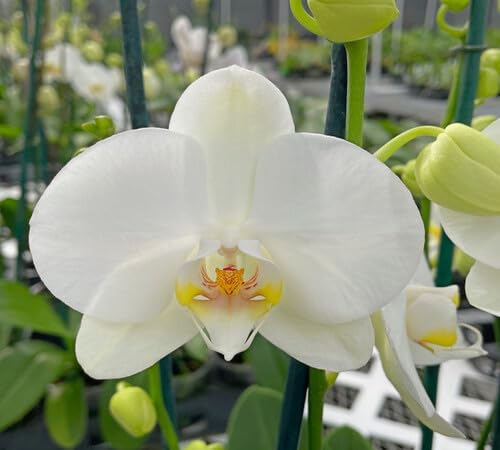 White Orchid Flower Seeds