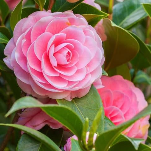 Camellia Flower Seeds