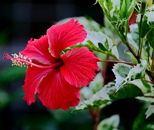 Red Hibiscus Rose Flower Seeds