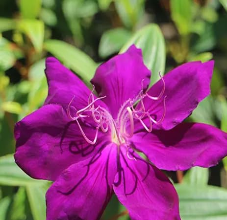 Tibouchina Flower Seeds