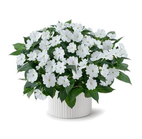 White Impatiens Flower Seeds