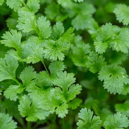 Coriander vegetable seeds Green vegetable seeds for Home Gardening, Healthy Culinary Garden Variety for kitchen garden planting