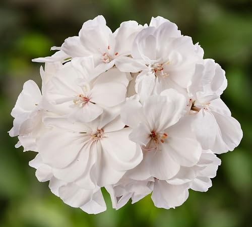 Pelargonium Flower Seeds