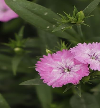 Carnations Flower Seeds