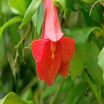 Lapageria Flower Seeds