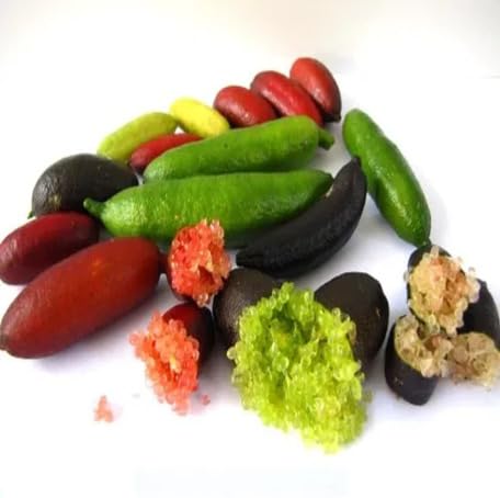 Mixed Finger Lime Fruit fruit seeds for organic garden planting
