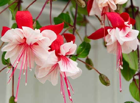 Red White Fuchsia Flower Seeds