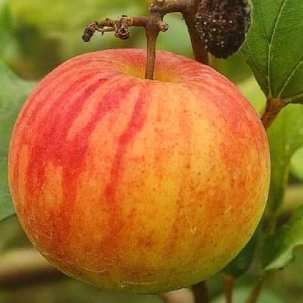 Ball Sundari Ber Apple Fruit And For Landscape Fruit Seeds