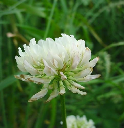 Trifolium Flower Seeds