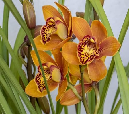 Cymbidium Orchid Flower Seeds