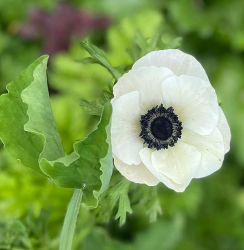 Anemone Flower Seeds