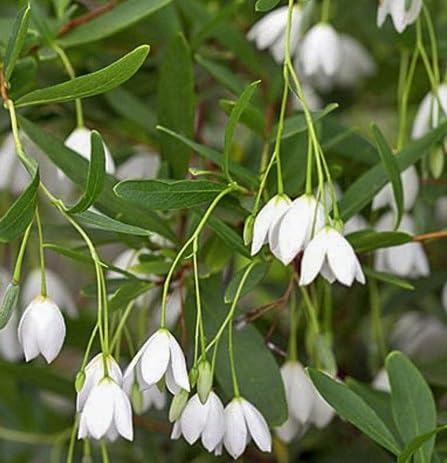 White Sollya Heterophylla Flower Seeds