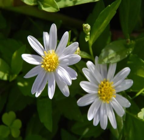 Kalimeris Flower Seeds