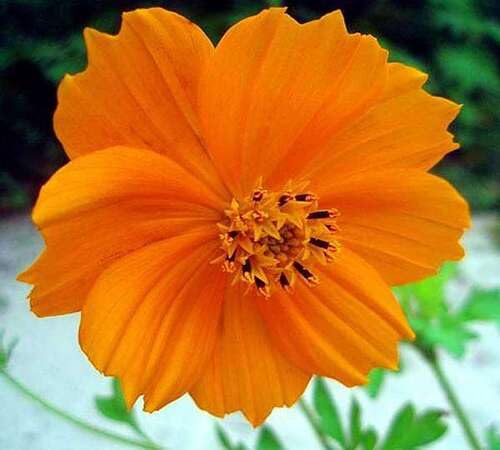 Orange Cosmos Flower Seeds