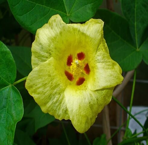 Yellow Gossypium Flower Seeds