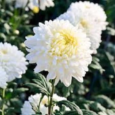 white chrysanthemum flower seeds