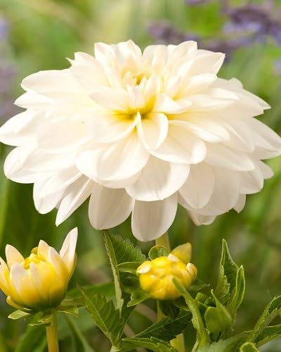 White Perennials Flowers Seeds