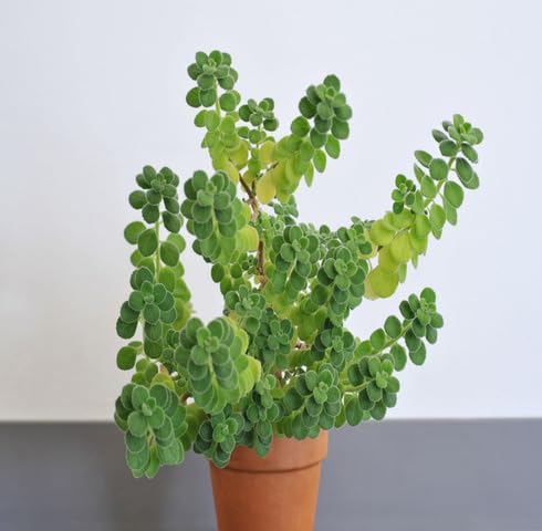 Green Cuban Oregano Plant Seeds herb seeds - sustainable gardening, high germination garden seeds
