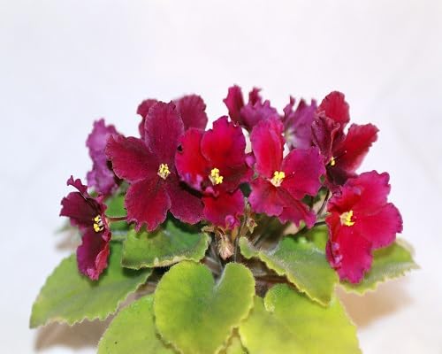 Red Saintpaulia Ionantha Flower Seeds